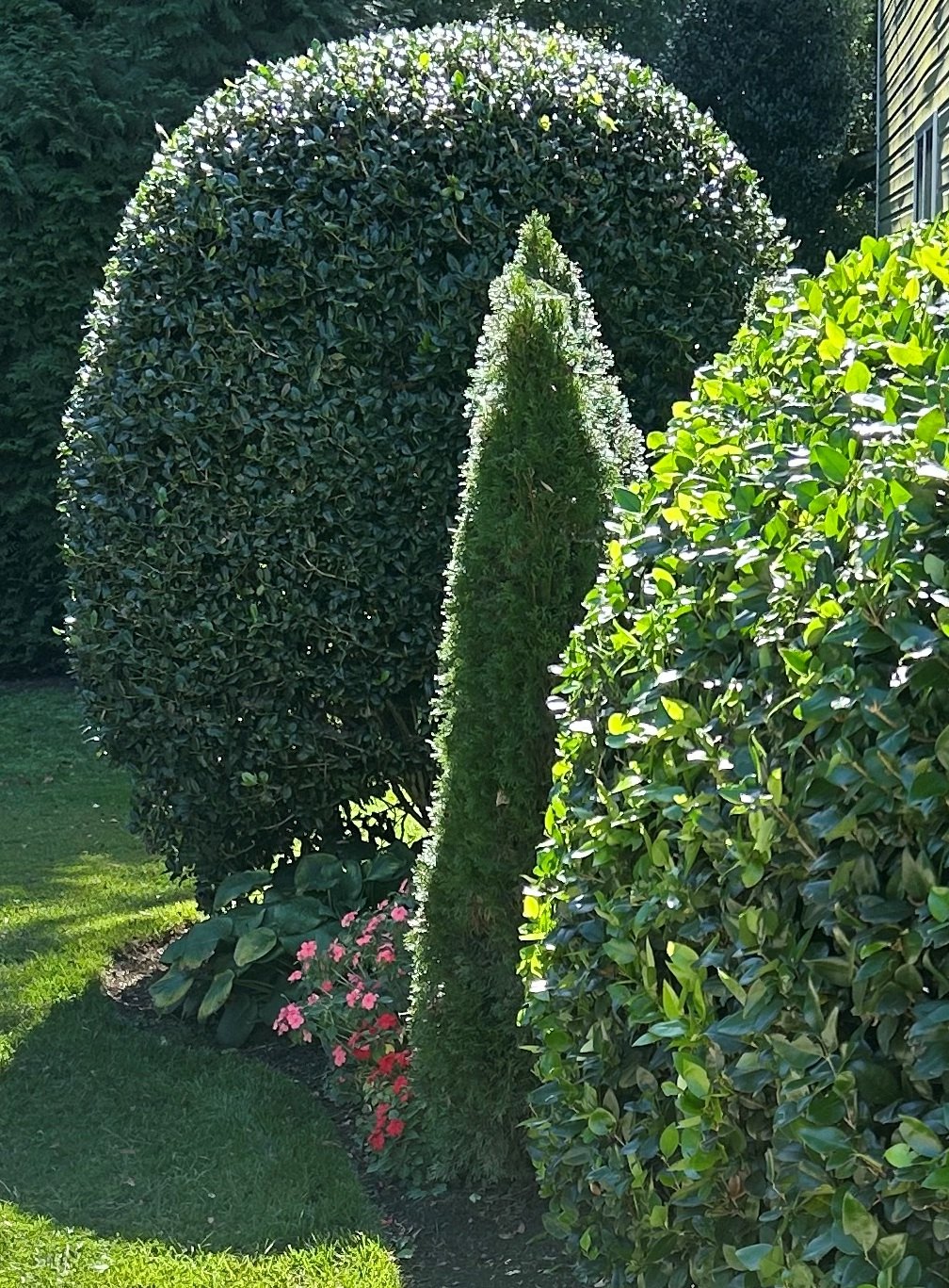 Formal evergreen topiary planting