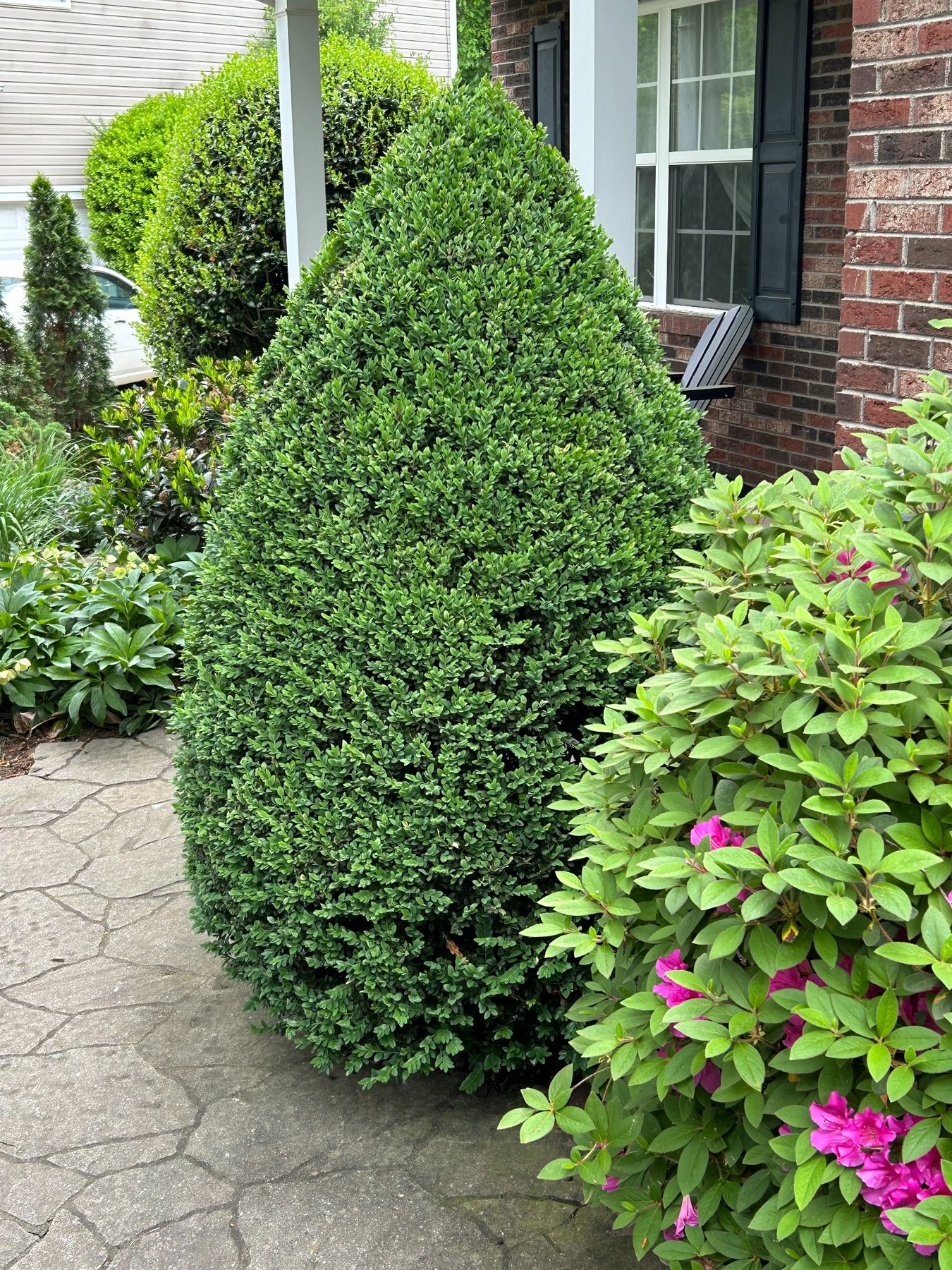 Sculpted boxwood and flowering garden planting