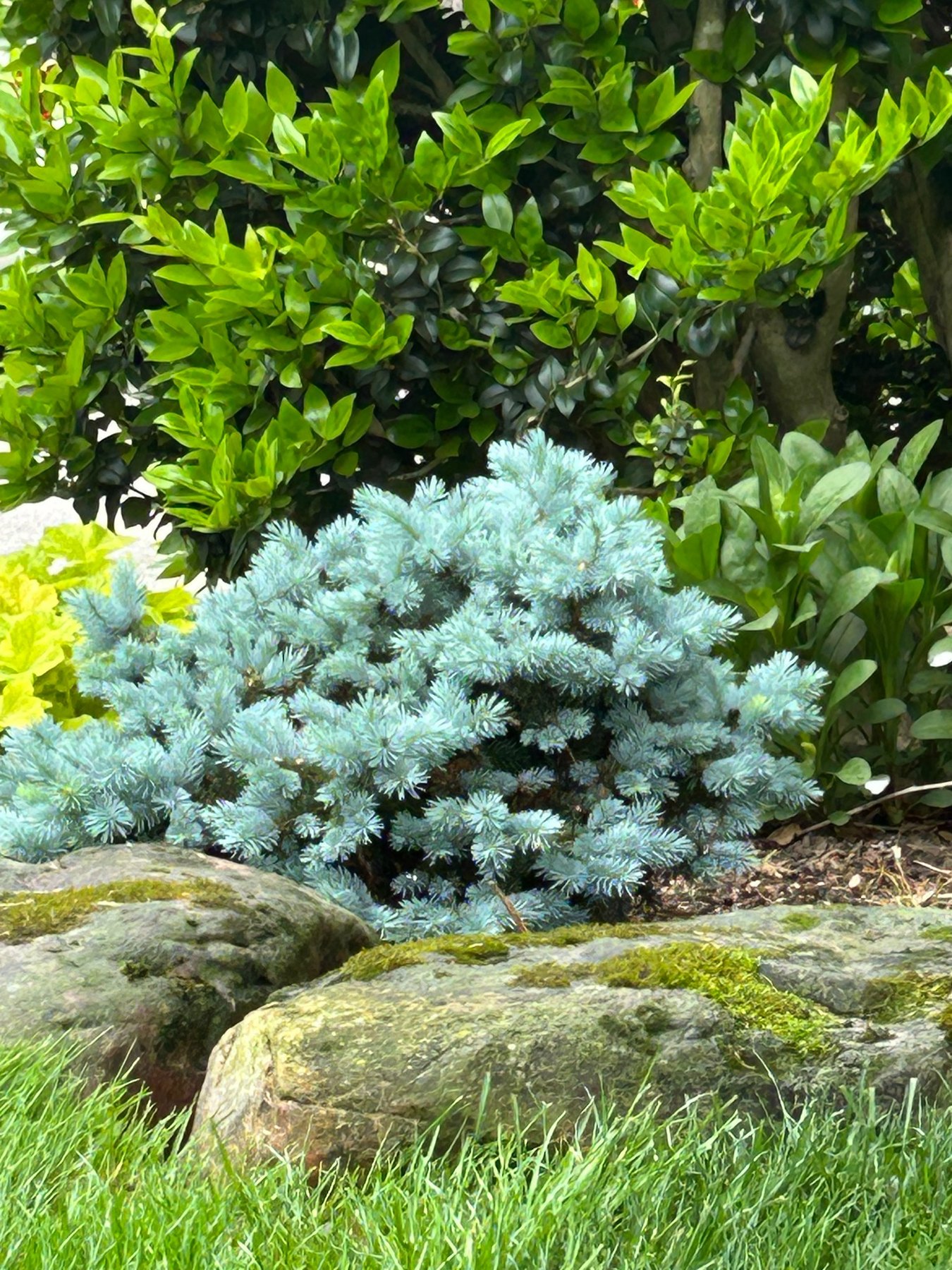 Blue conifer planting among natural stone