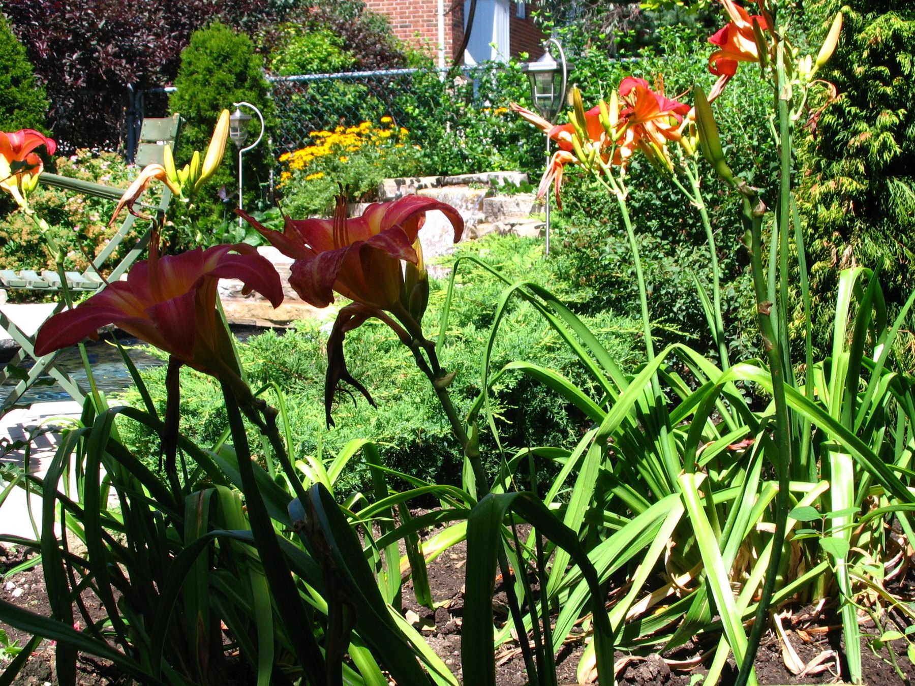 Daylily planting and garden waterfall