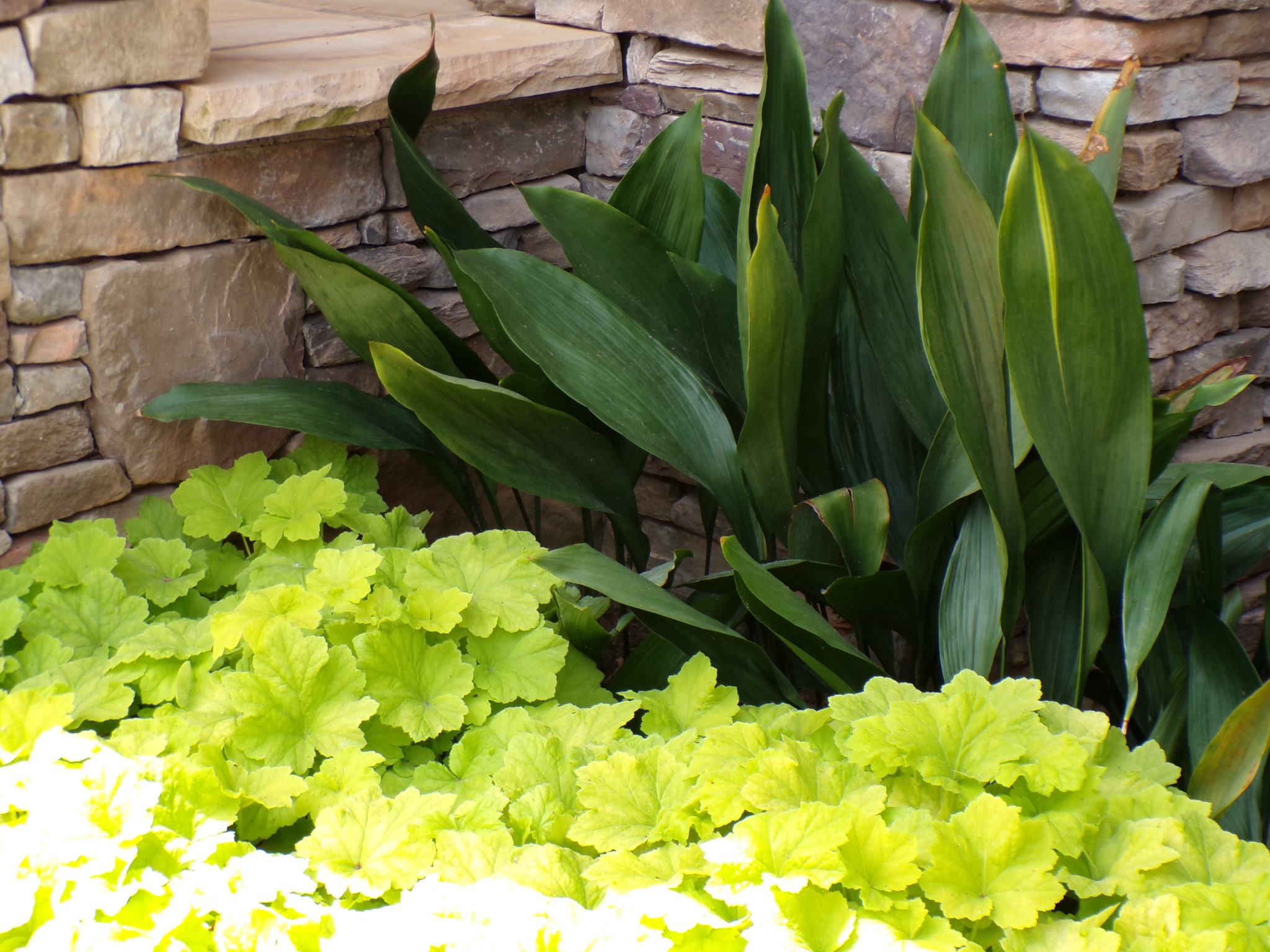 Lush shade garden with layered foliage and stonework
