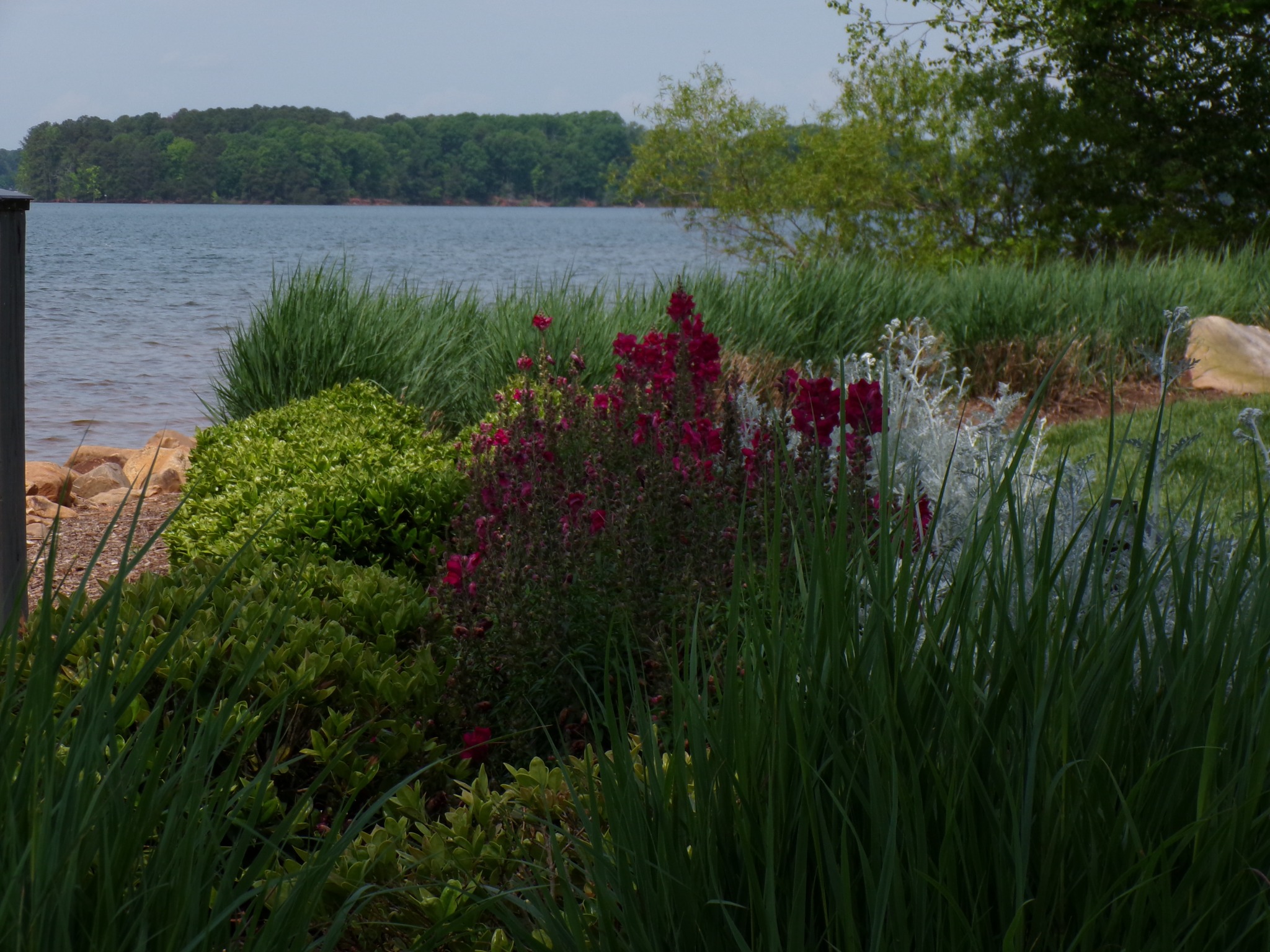 Lakeside landscape with ornamental grasses and flowering perennials