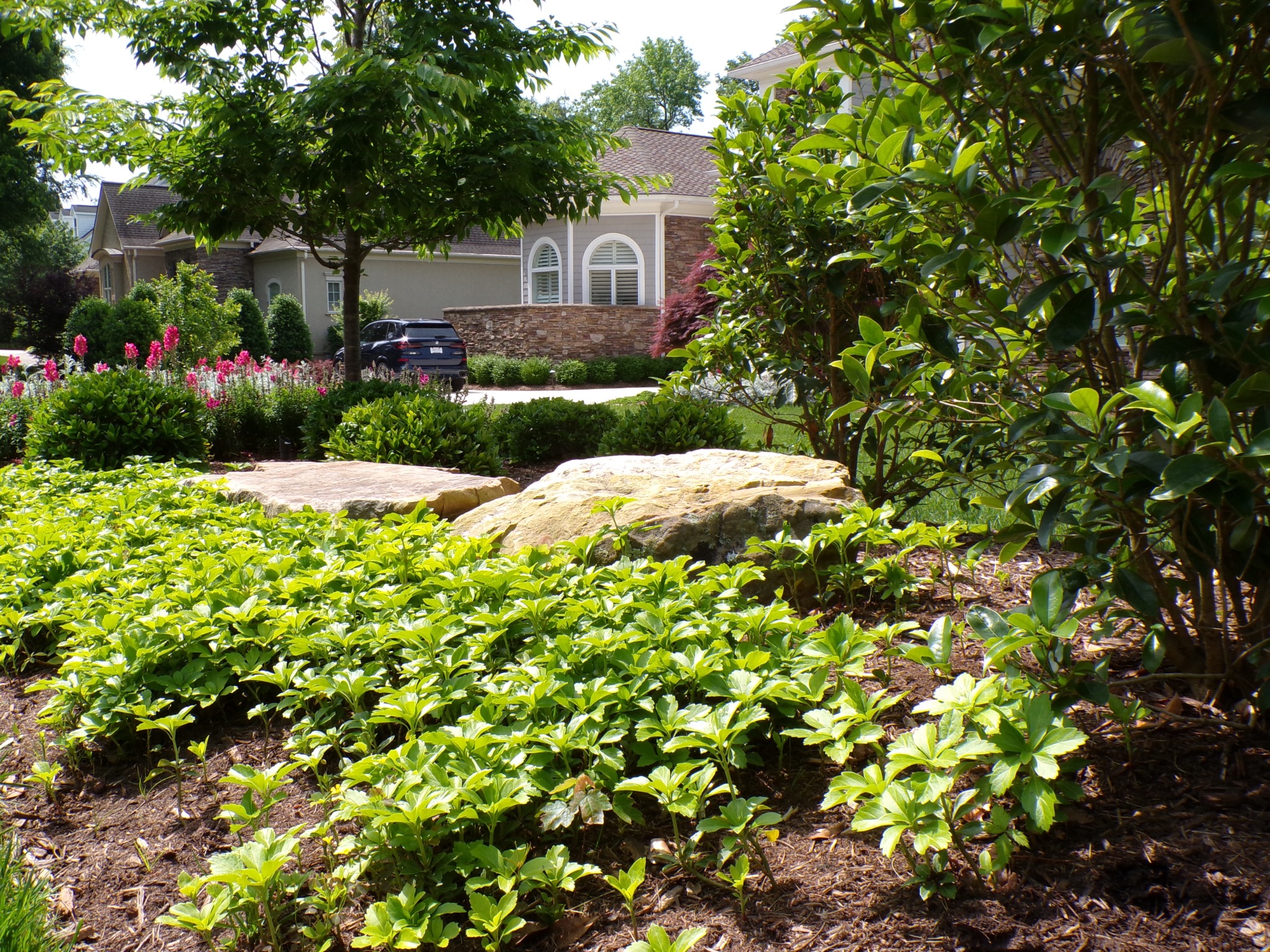 Residential front garden with layered evergreen and flowering plantings